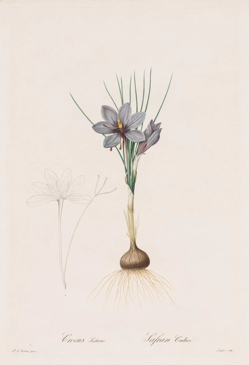 Crocus Sativus - Cleveland Museum of Art